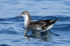 Persian Shearwater