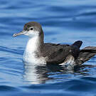 Puffin persique
