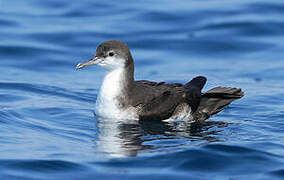 Persian Shearwater