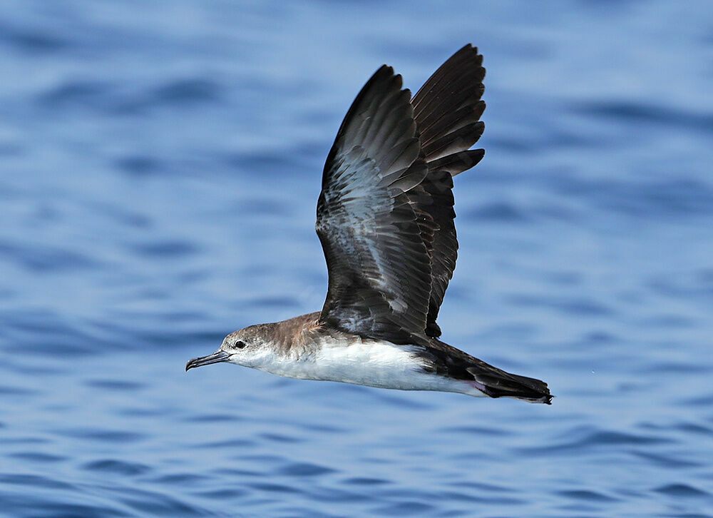 Persian Shearwater, identification, Flight