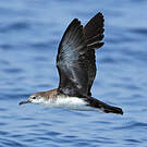 Puffin persique