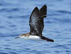 Persian Shearwater