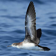 Persian Shearwater