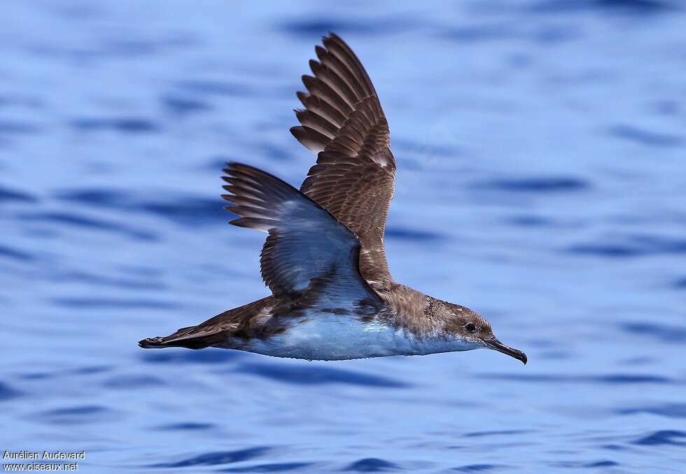 Yelkouan Shearwateradult, moulting, Flight