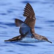 Yelkouan Shearwater