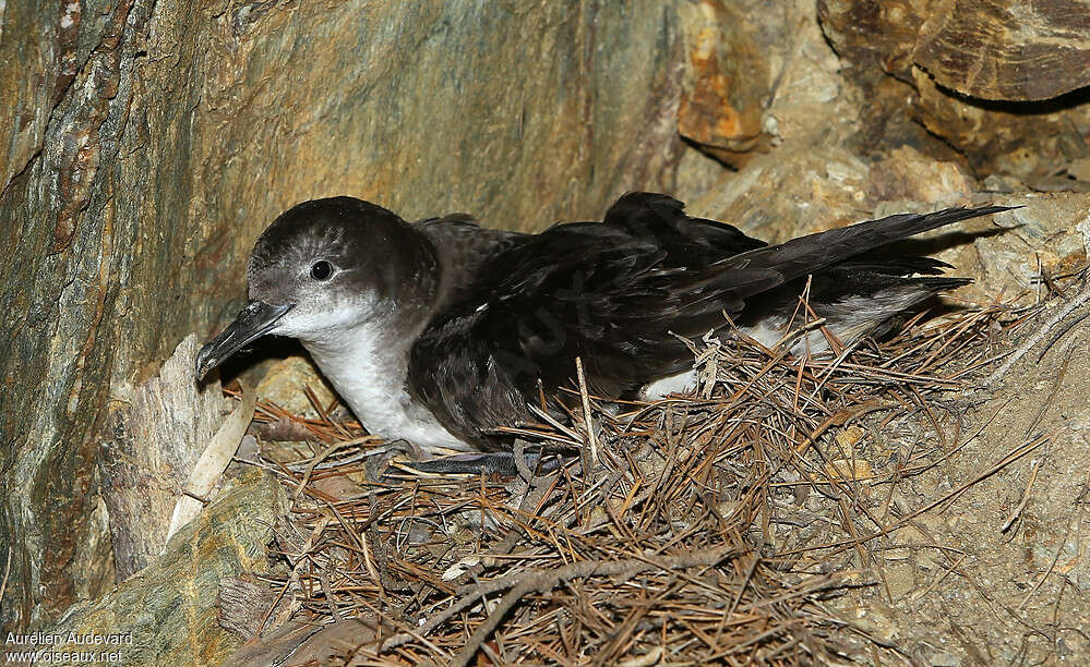 Yelkouan Shearwateradult, close-up portrait