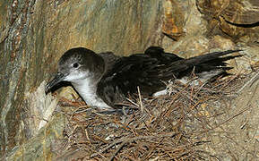 Yelkouan Shearwater