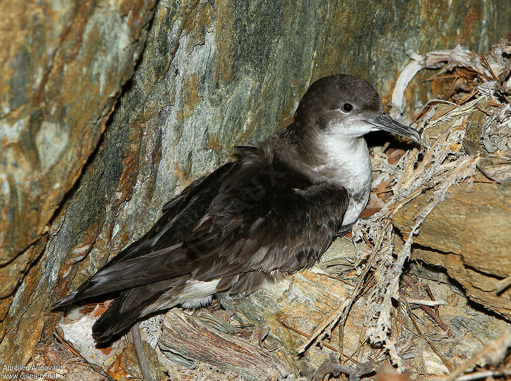 Puffin yelkouanadulte nuptial, identification, Nidification