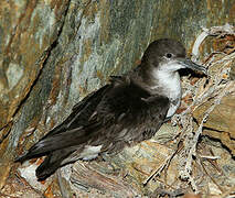 Yelkouan Shearwater