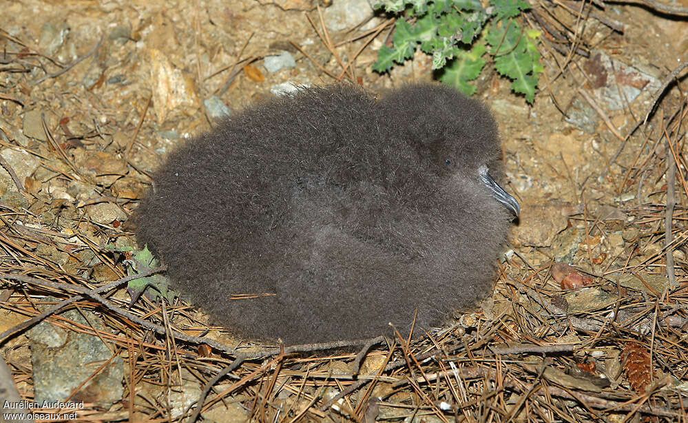 Yelkouan ShearwaterPoussin, identification