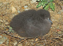 Yelkouan Shearwater