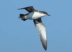 Yelkouan Shearwater