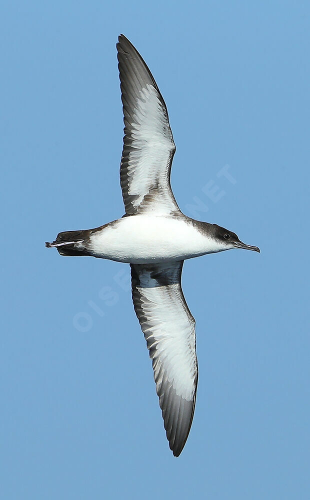 Yelkouan Shearwateradult, Flight