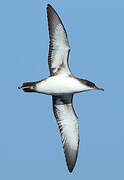 Yelkouan Shearwater