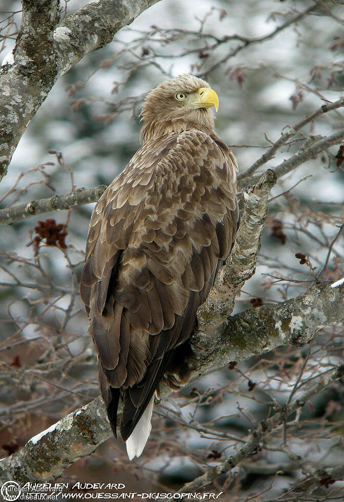 White-tailed Eagleadult, identification