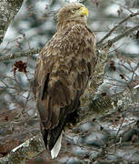 White-tailed Eagle