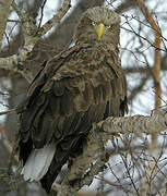 White-tailed Eagle