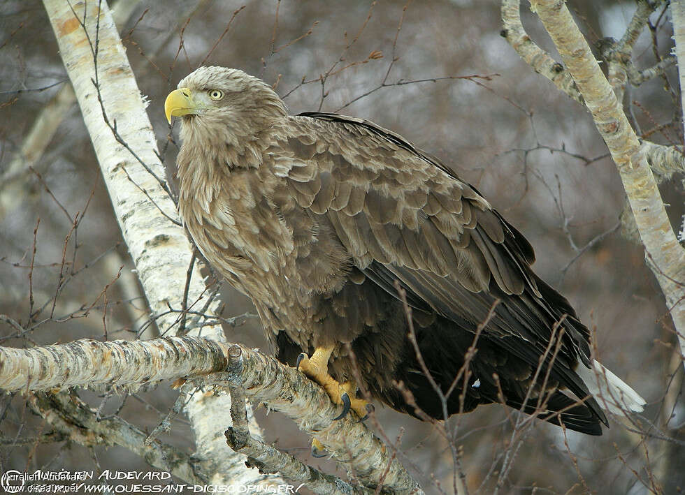 White-tailed Eagleadult, identification