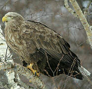 White-tailed Eagle