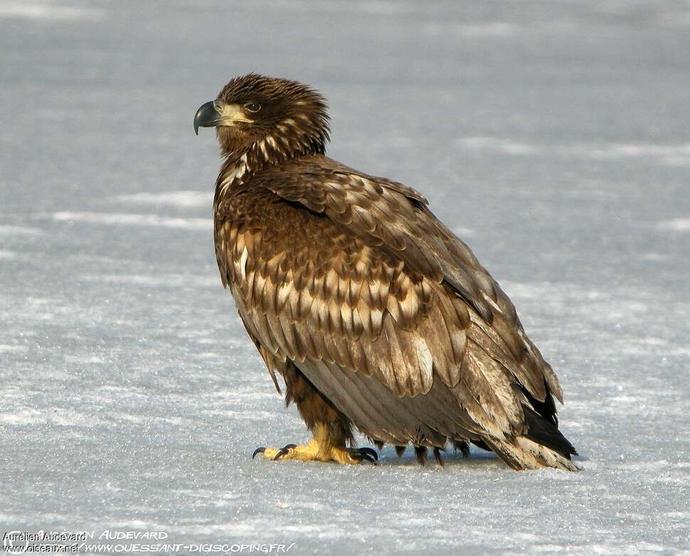 White-tailed EagleSecond year, identification