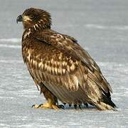 White-tailed Eagle