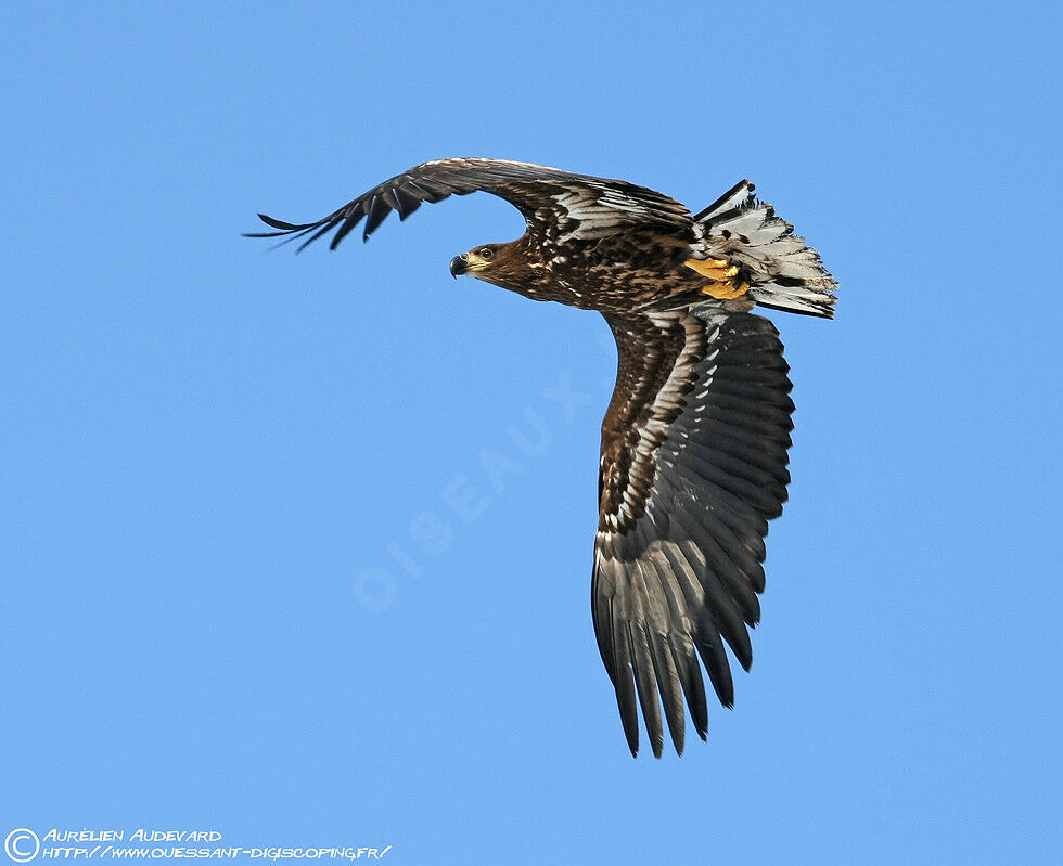 White-tailed Eagle