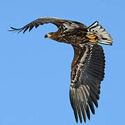 White-tailed Eagle