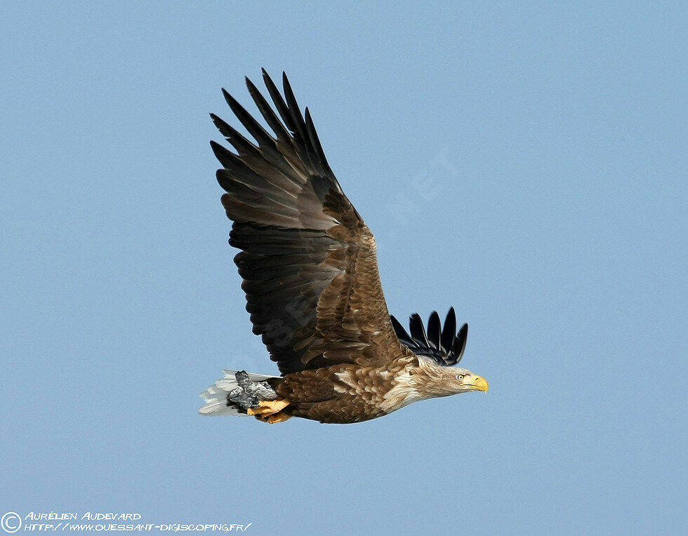 White-tailed Eagle