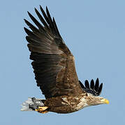 White-tailed Eagle