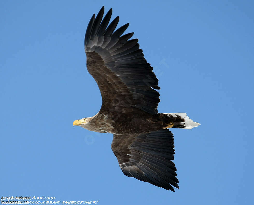 White-tailed Eagleadult post breeding, Flight