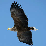 White-tailed Eagle