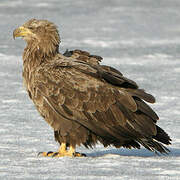 White-tailed Eagle