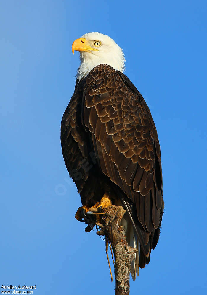 Bald Eagleadult breeding, identification