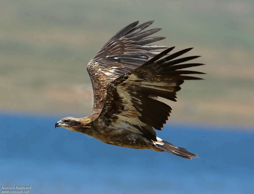 Pallas's Fish EagleSecond year, pigmentation, Flight