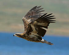 Pallas's Fish Eagle