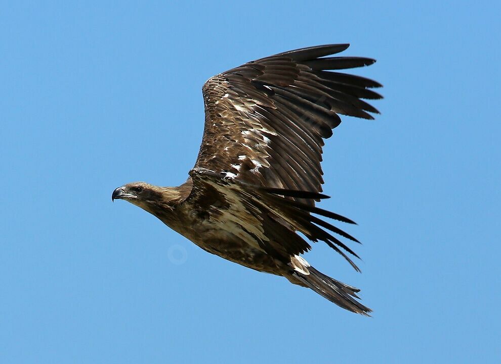 Pallas's Fish EagleSecond year, identification