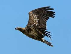 Pallas's Fish Eagle