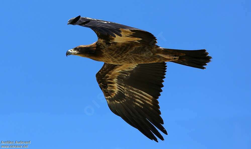 Pallas's Fish EagleSecond year, Flight