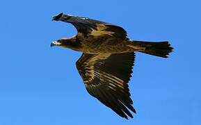 Pallas's Fish Eagle