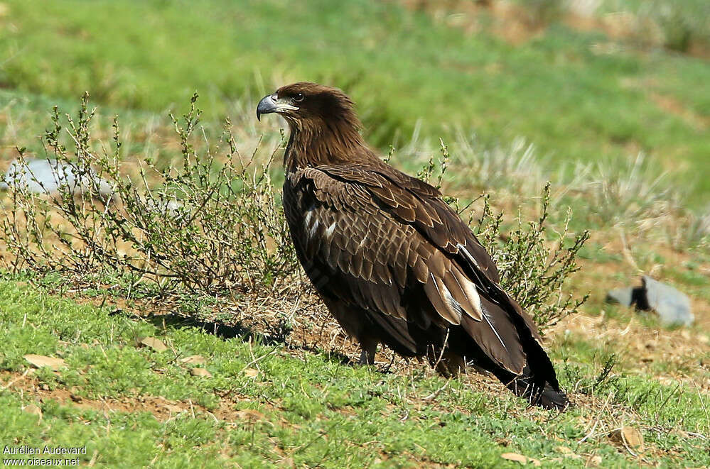 Pygargue de Pallasjuvénile, identification