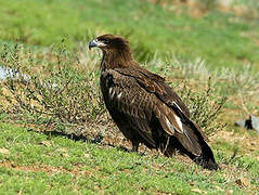 Pallas's Fish Eagle