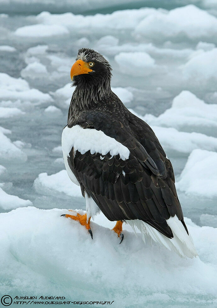 Steller's Sea Eagle