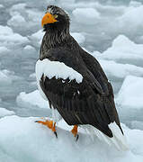 Steller's Sea Eagle