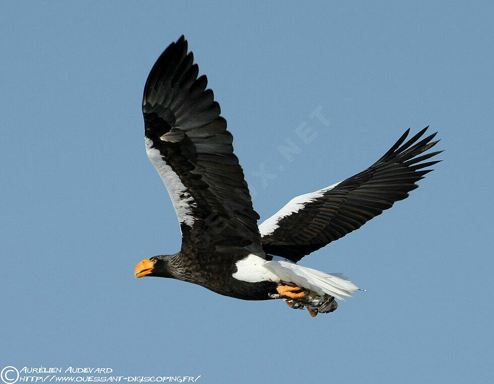 Steller's Sea Eagle