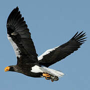 Steller's Sea Eagle