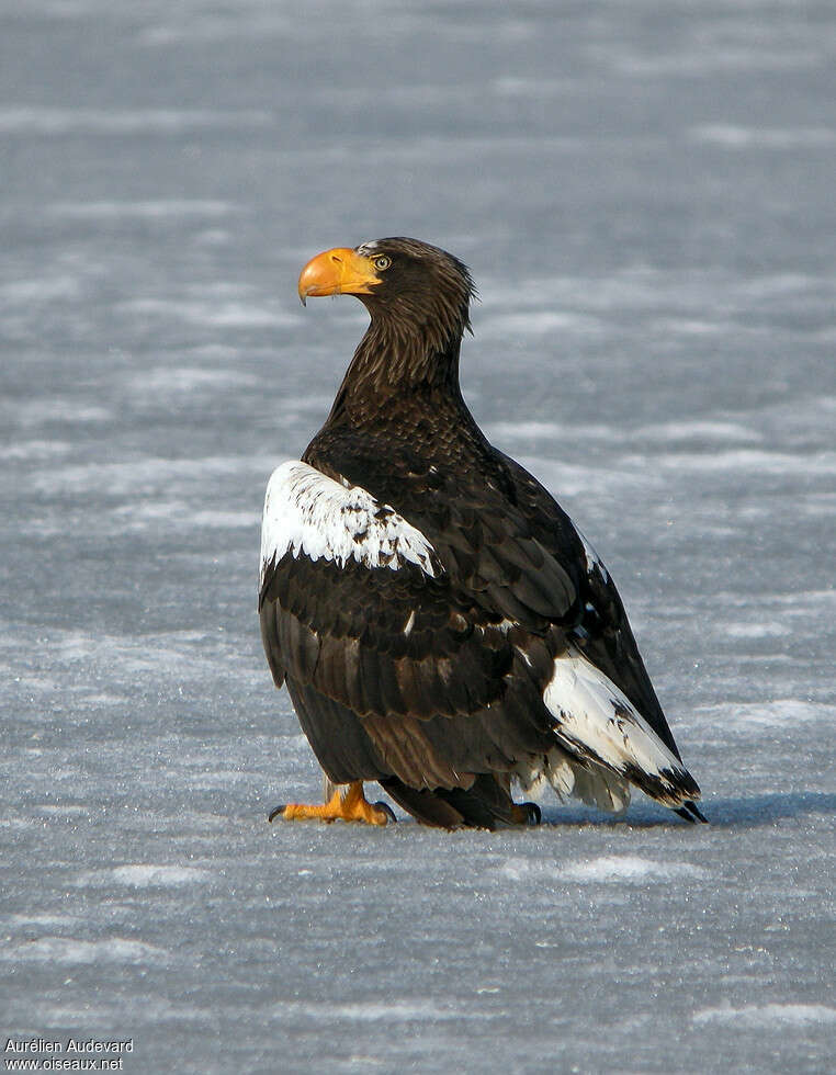 Steller's Sea Eaglesubadult, identification