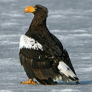 Steller's Sea Eagle