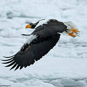 Steller's Sea Eagle