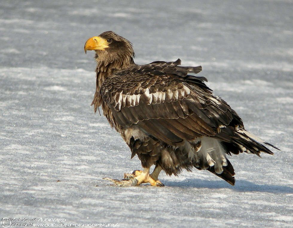 Steller's Sea Eagleimmature, identification