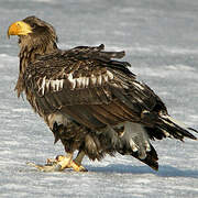 Steller's Sea Eagle